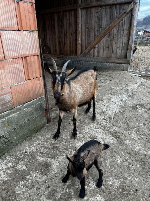Capră de vânzare cu un ied
