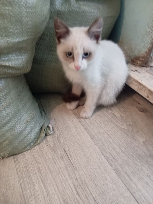 Котёнок, кот, бесплатно