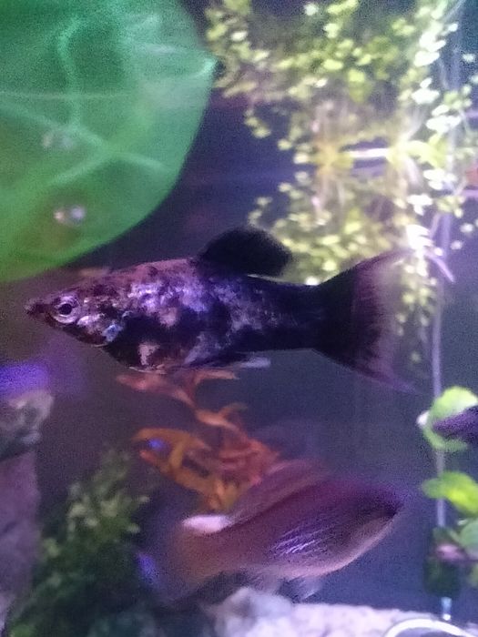 Аквариумные рыбки