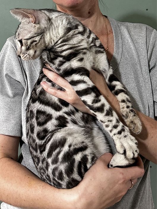 Бенгальска кошечка