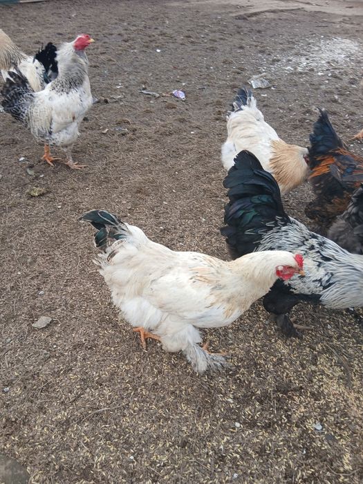 Vând cocoși de casă