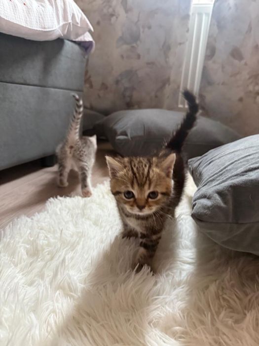 Котики пародистые