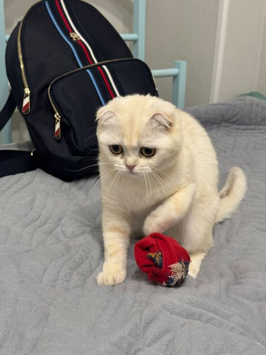 кошечка Шотландская 1.5 года  в совладения