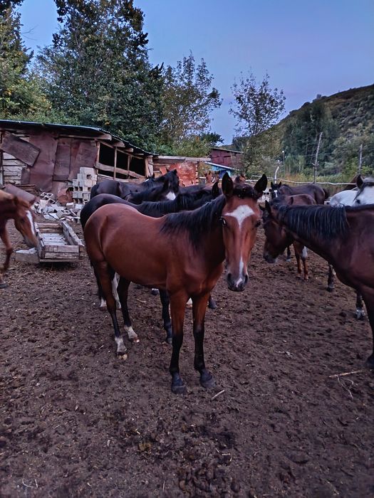 Байтал сатамын асау
