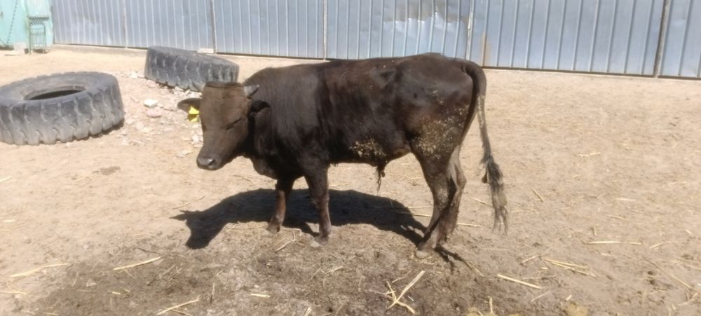 Продам 1.5 годовалого бычка