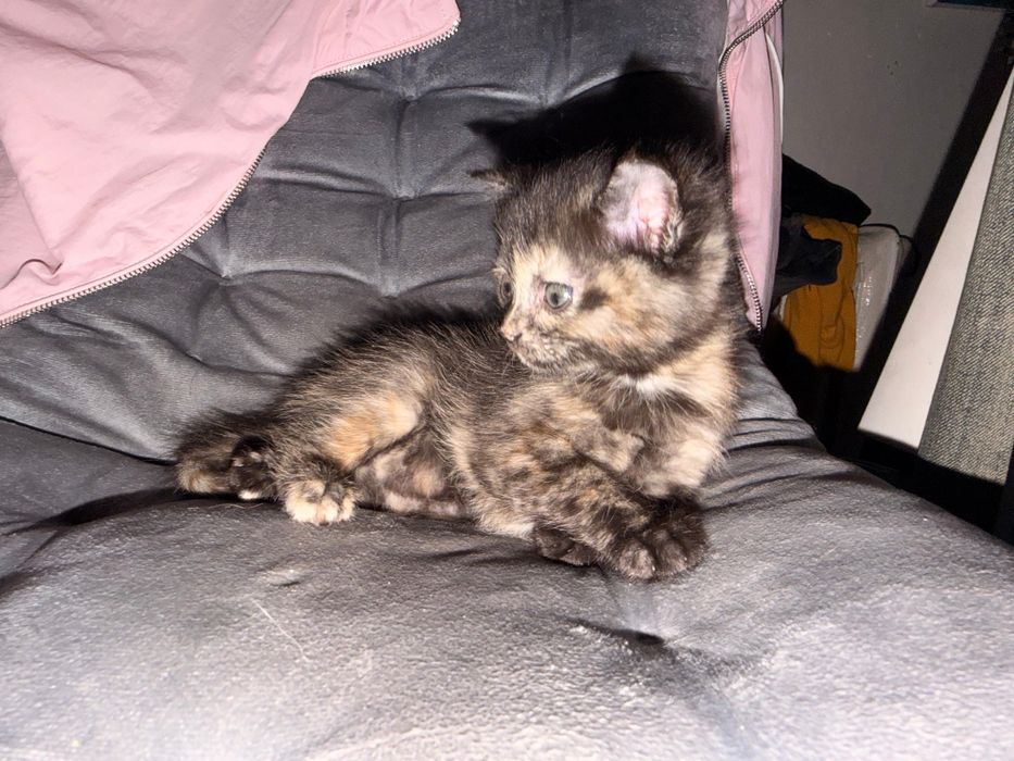 три котеночка в добрые руки