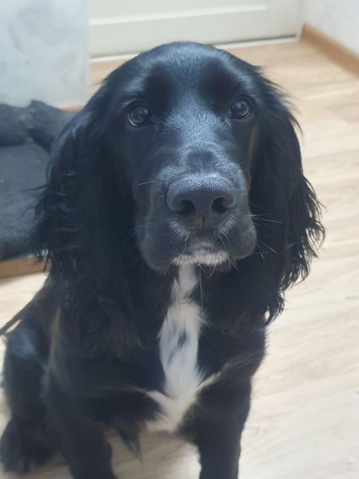 Продам щенка Спаниель