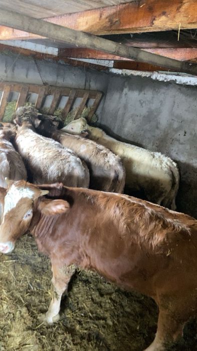 Vand viteii  de boxa