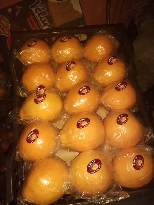Limon mandarin va apinsin ko'chatlari