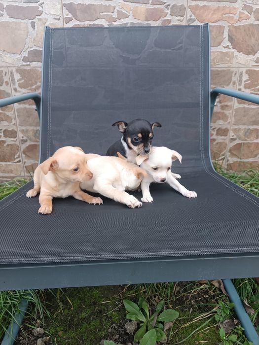 Малки пинчерчета