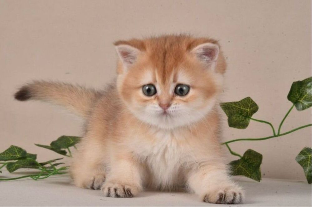 Котята золотая шиншилла