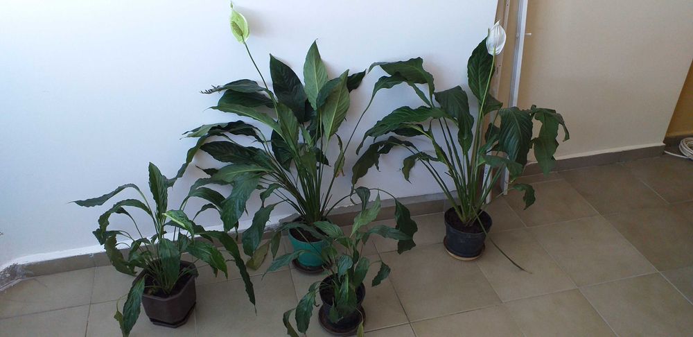 Спатифилум, различни размери