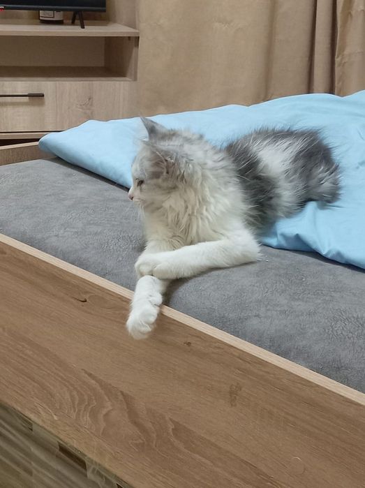 Котята  отдам даром