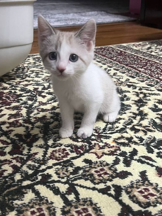 Сиамский котёнок добрый умный чистоплотный цена договорная