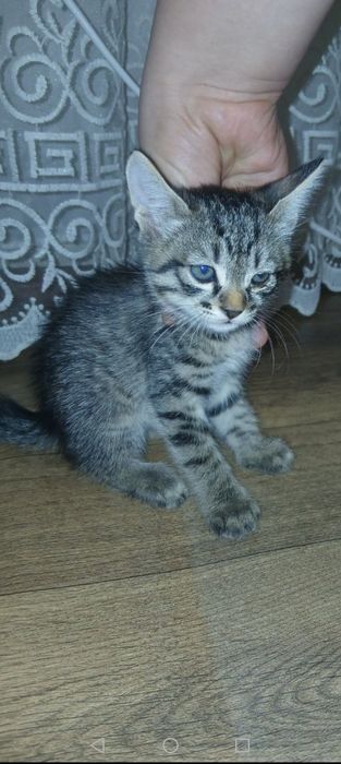 Ширингина мушукчалар