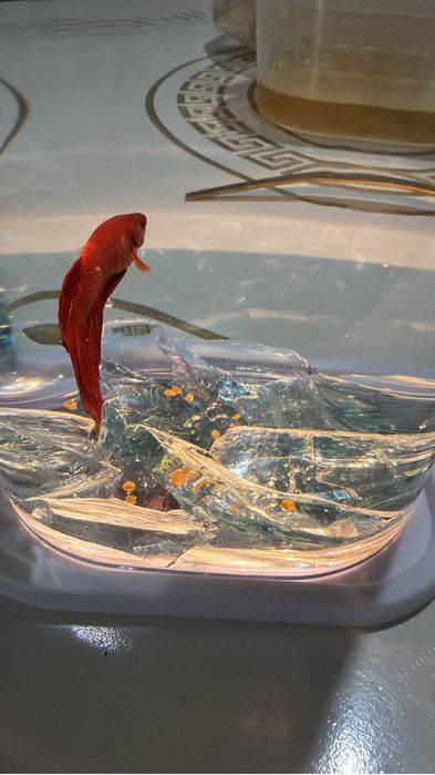 Қызыл әдемі аквариум балығы (Betta)