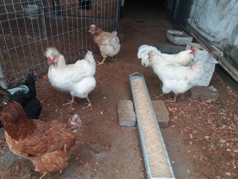 Oua pt incubat de la gaini de rasa