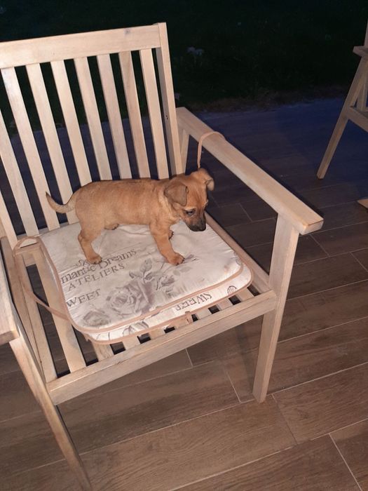 Търси се дом, пълен с любов!