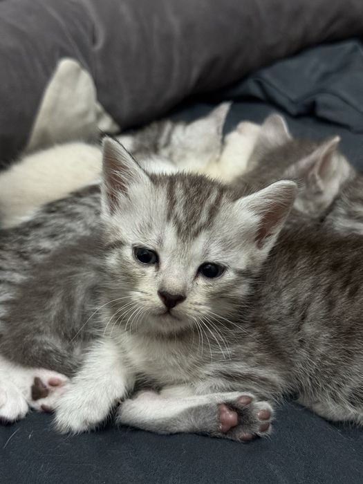 Продаются шотландские котята