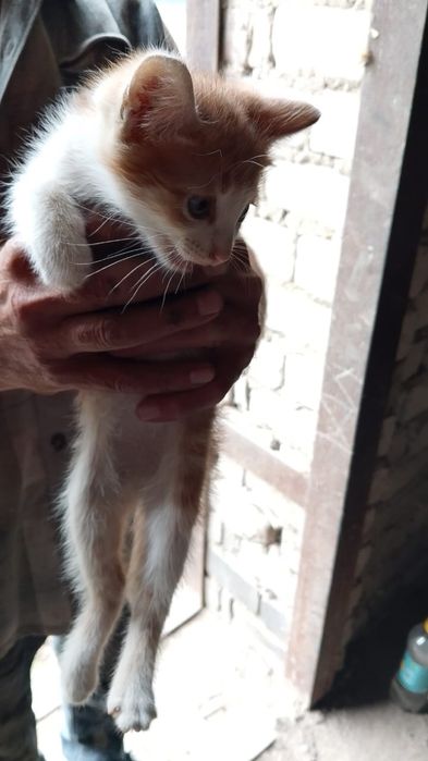 Котята ищут любящих хозяев