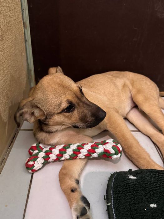 Собака  девочка щенок бесплатно даром