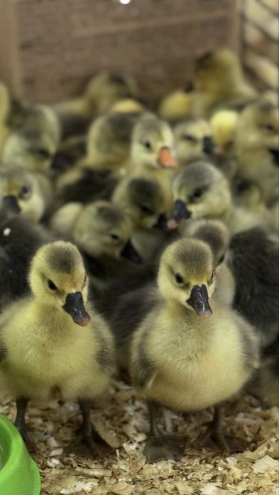 Гусята серые крупные