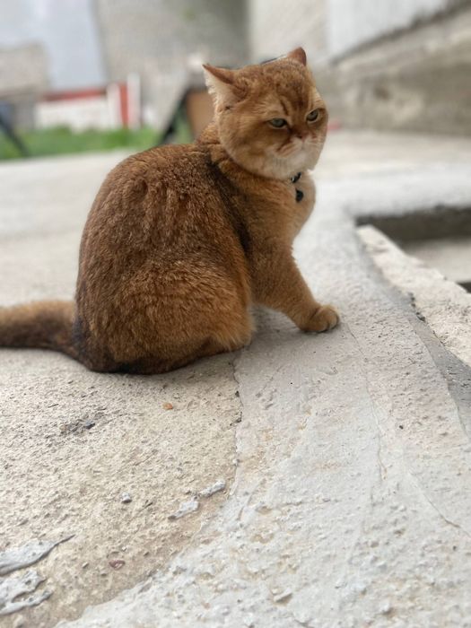 Шотландский кошка