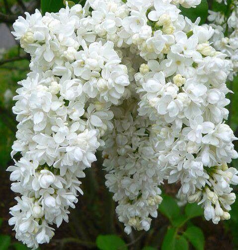 Liliac altoit galben/ rosu/mov cu alb/ roz cu alb 50 lei