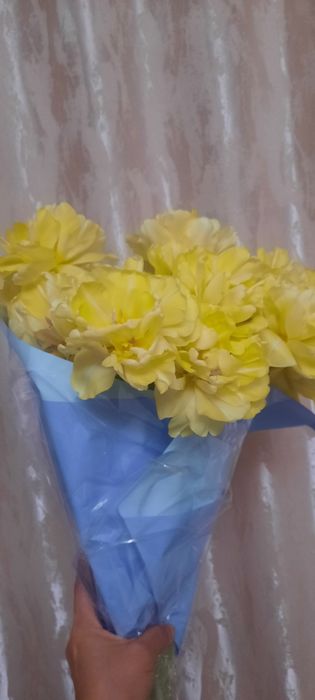 Цветы тюльпаны продам