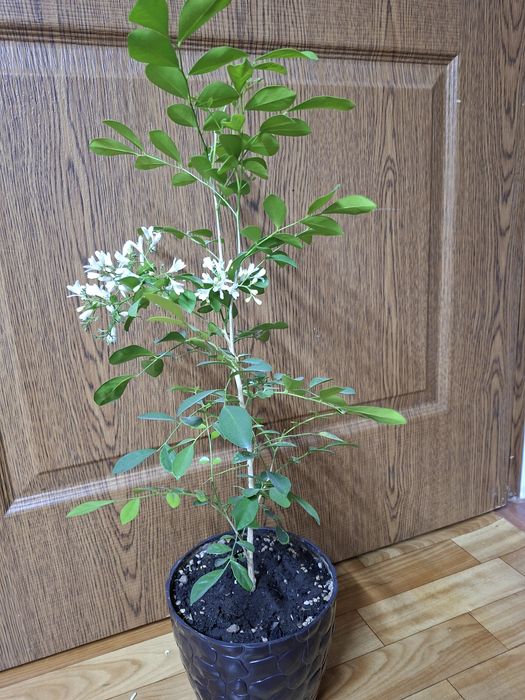 Продам Мурайю (дерево императора)
