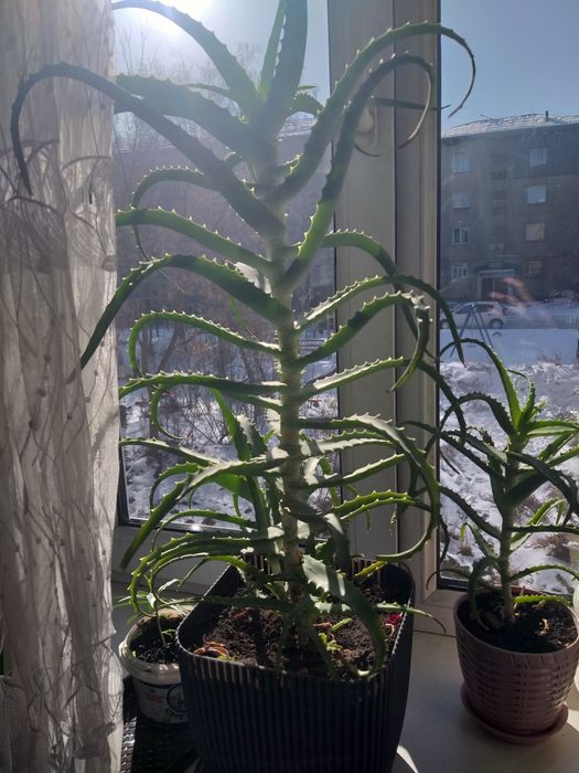 Алое лекарственное лечебное