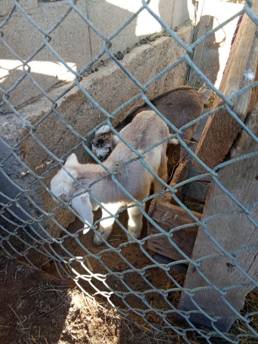 Ешкі сатылады лақтарымен