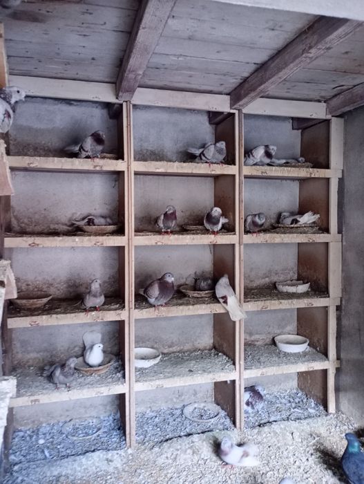 Vând porumbei de ornament rasa mica (blondineți)