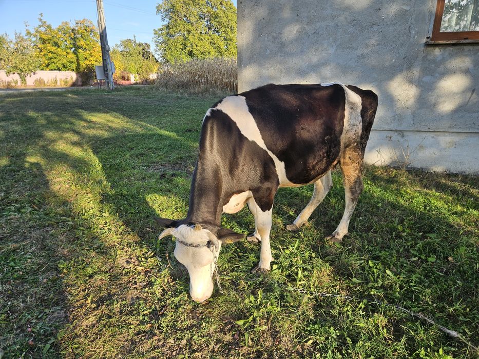 Vand 2 vaci tineret gestante Angus & Holstein