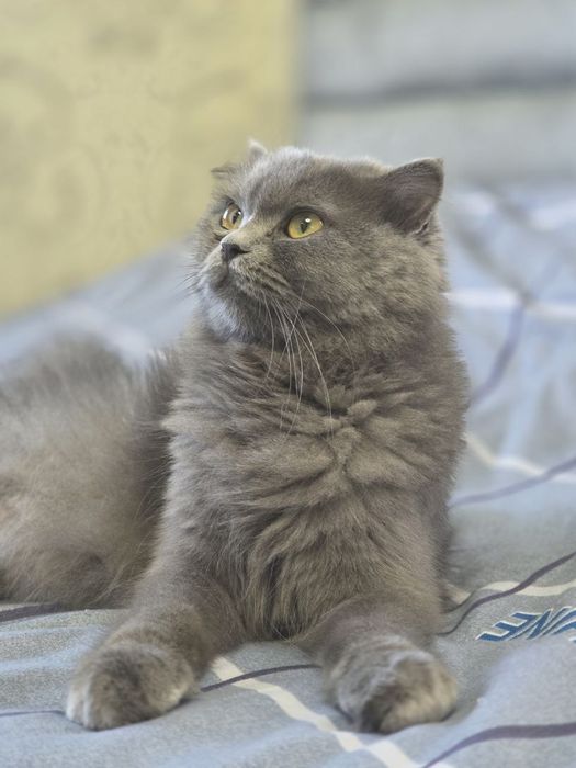 Продам семейку кошек и котят
