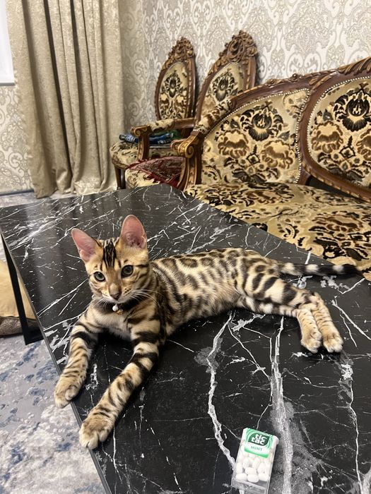 Bengal mushugi чистокровный