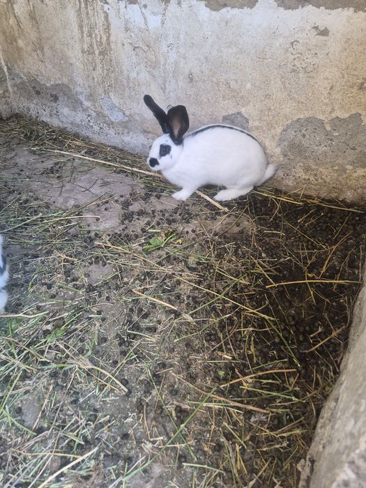 Vând  iepuri  diferite  vârste  din rasa flutere german deosebit de frumoși