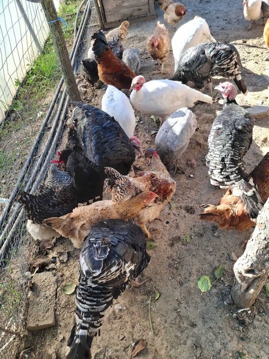 Curci si bibilici de anul acesta de vanzare