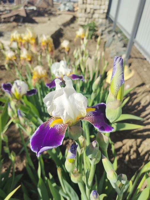 Многолетние цветы