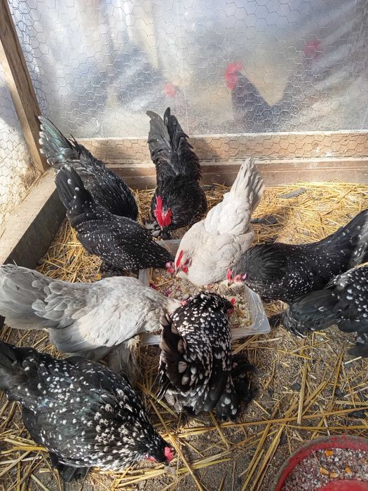 Vând oua pt incubat găini mii de flori