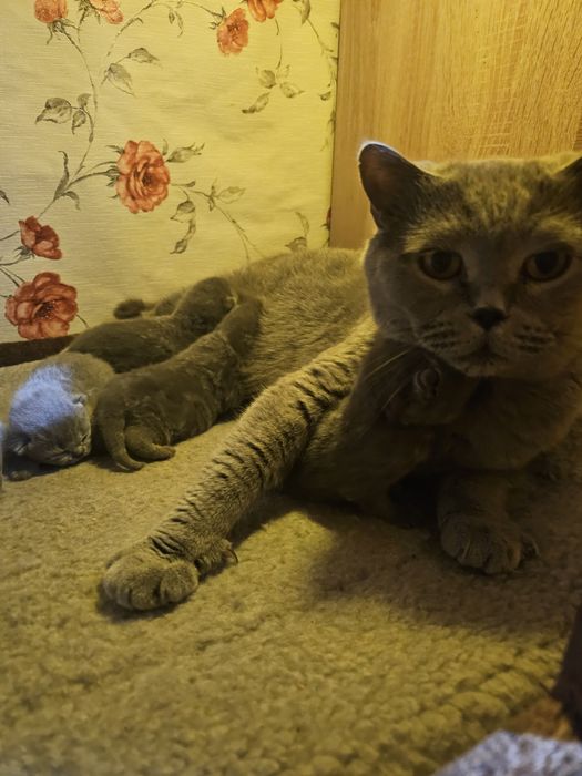 British shorthair blue