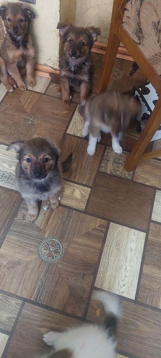 Щенки. 3 месяца. Мальчики и девочки.