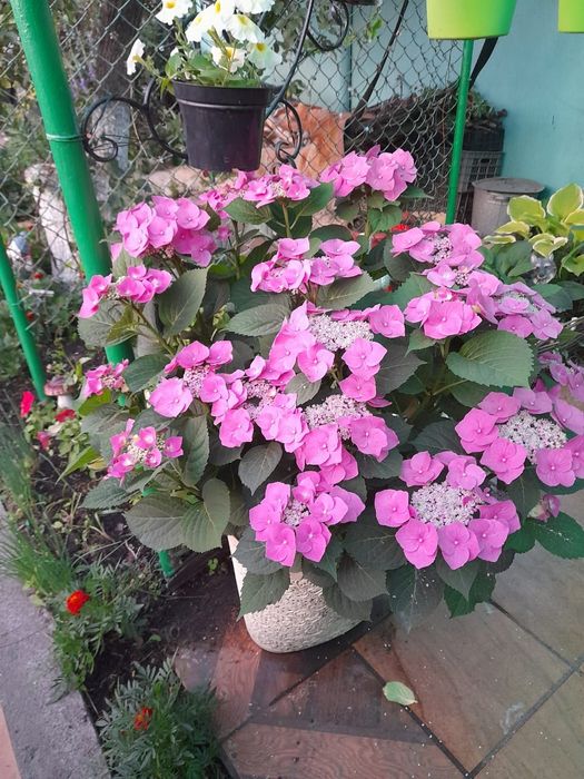 Продам цветы для дома свадьбы и тд