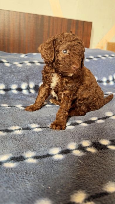 Мини пудели търсят стопани