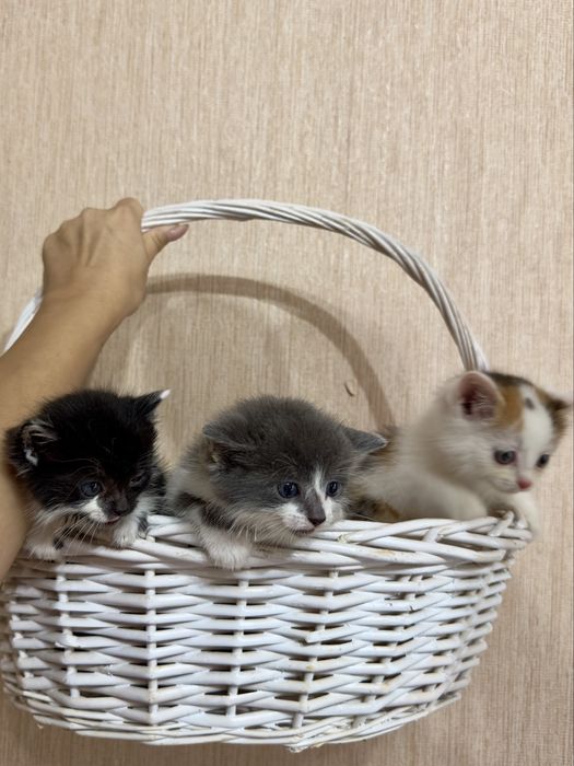 Отдам котят в хорошие руки