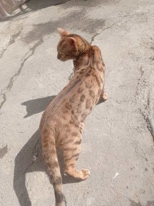 Bengal toza zot kichkina emas katta