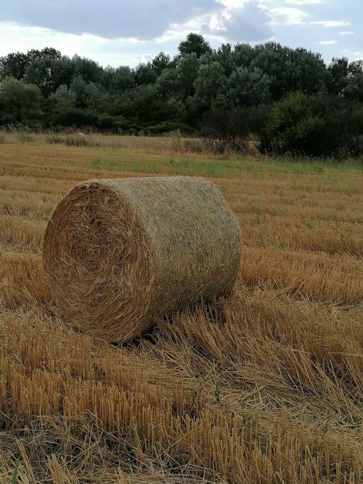 Продавам Ролонни бали ечимик,пшеница,сено и люцерна
