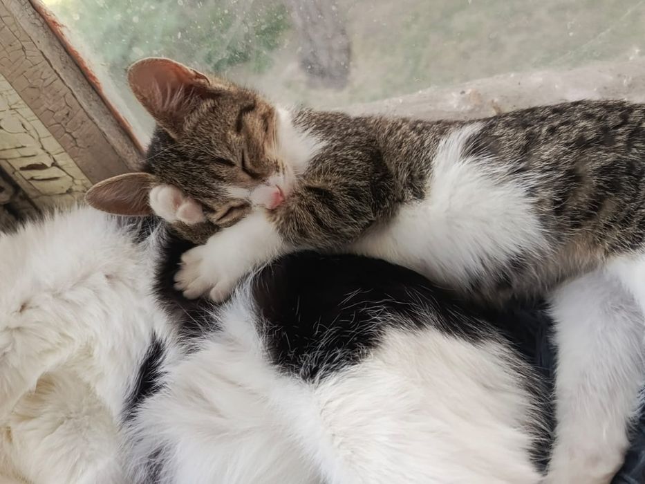 Котята в добрые ручки