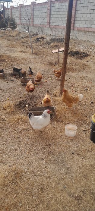 Продаётся домашние курицы несушки