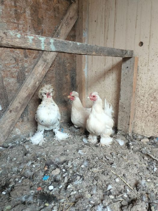 Продаётся карликовые куры